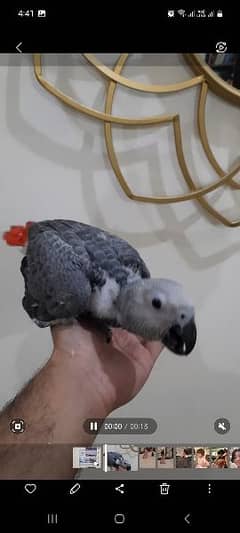 African Grey Parrot Chick For Sale