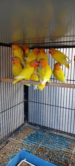 Love Birds Albino personata yellow chest