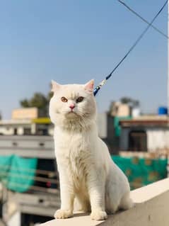 Persian double coat cat available vaccinated 0