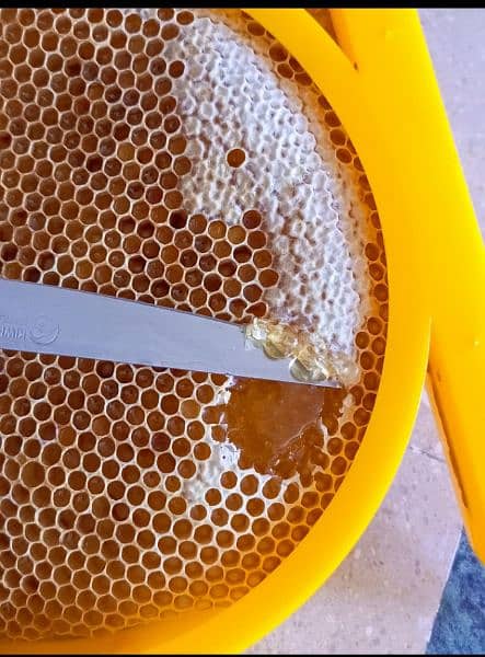 Desi Organic Honey 1