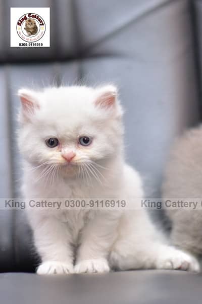 Quality kittens available 1