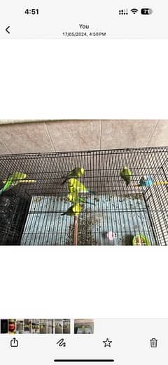Exibition and budgie chicks and breeder pair