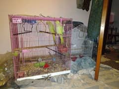 Pakistani Tota pair male female for sale with cage