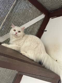 Female Adult Persian Cat For Sale