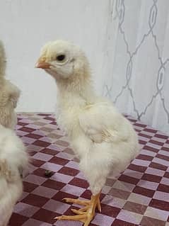 king Shamu chicks for sale 0