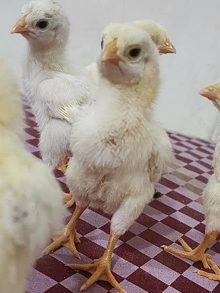 king Shamu chicks for sale 1
