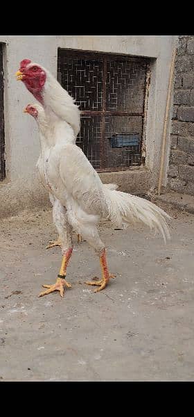 king Shamu chicks for sale 7