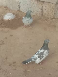full asmani pigeon