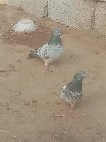 full asmani pigeon 1