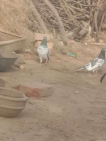 full asmani pigeon 2