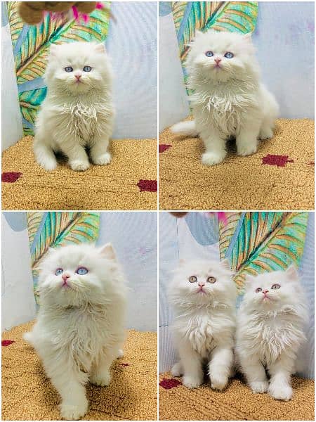 pure Persian punch face kitten triple coated 3