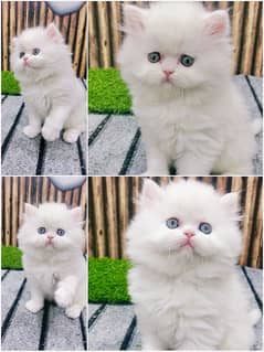 pure Persian punch face kitten triple coated