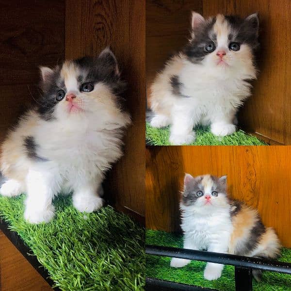 pure Persian punch face kitten triple coated 15