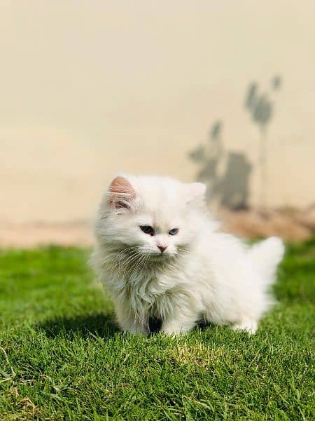 pure Persian punch face kitten triple coated 17