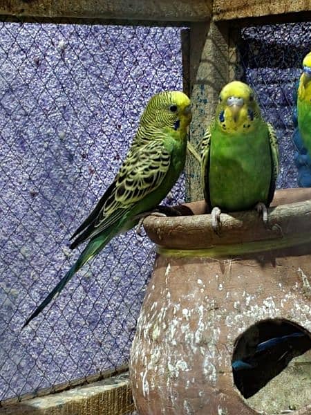6 australion parrots 2