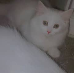 2 month age of white Persian cat 0