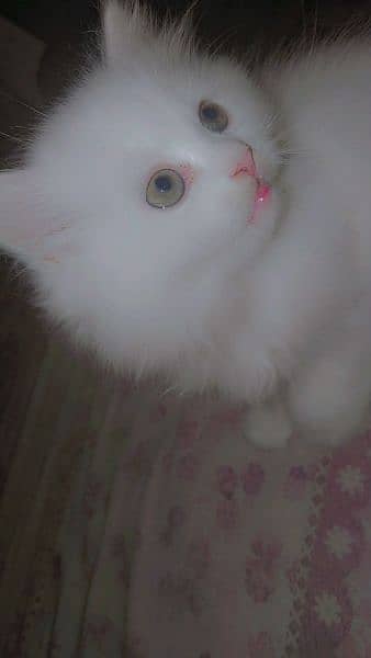 2 month age of white Persian cat 1