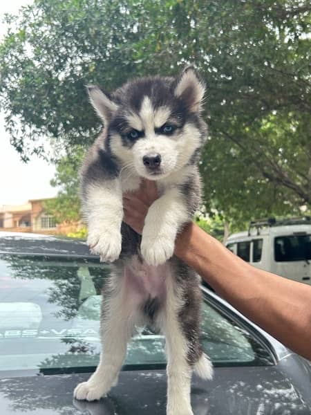 Siberian husky puppies 2 months for Sale 1