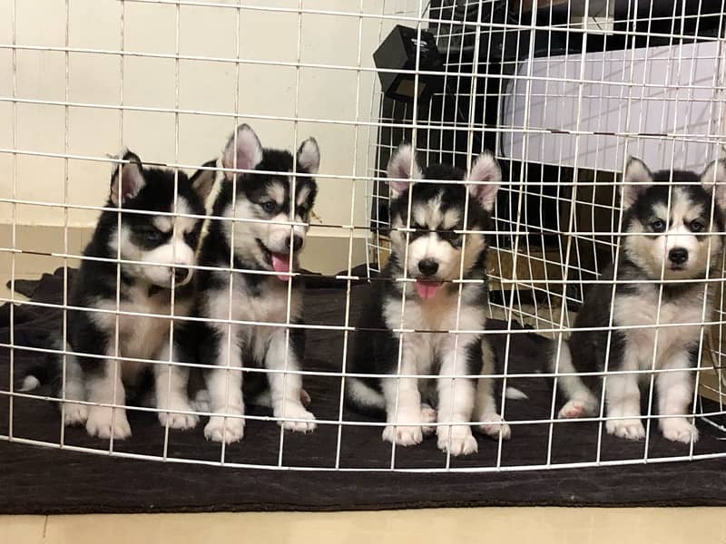 Siberian husky puppies 2 months for Sale 2