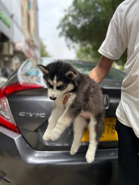 Siberian husky puppies 2 months for Sale 3