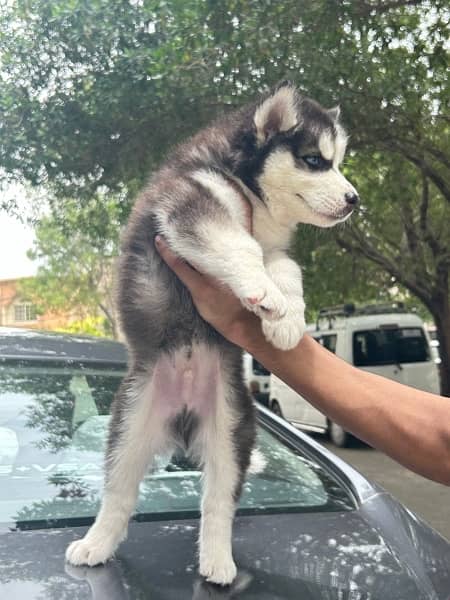 Siberian husky puppies 2 months for Sale 4