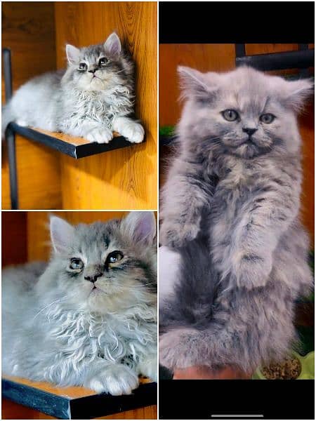 pure Persian punch face kitten triple coated 6