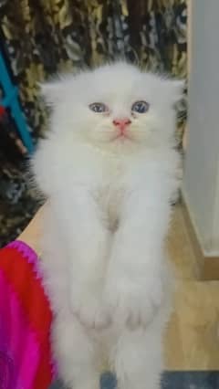 Persian cat with Kittens For Sales