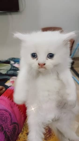 Persian cat with Kittens For Sales 1
