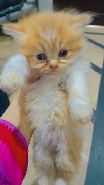 Persian cat with Kittens For Sales 2