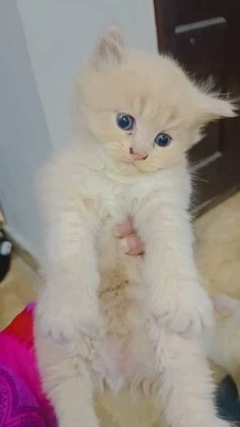 Persian cat with Kittens For Sales 3