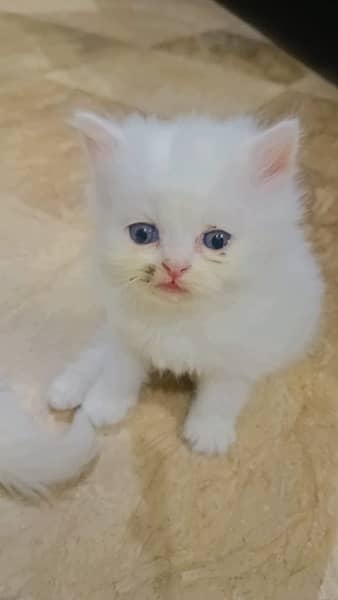 Persian cat with Kittens For Sales 4
