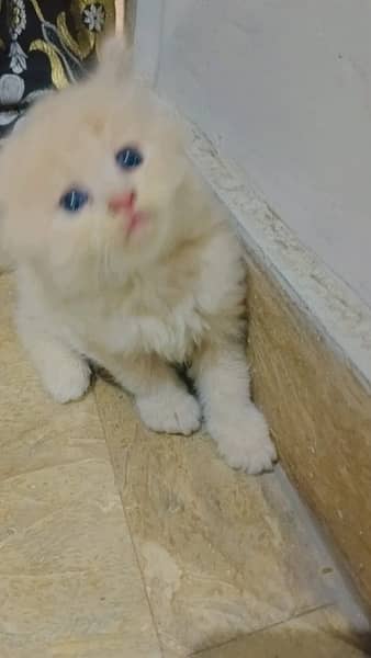 Persian cat with Kittens For Sales 5