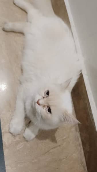 Persian cat with Kittens For Sales 6