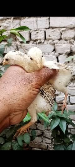 quality aseel shamo chicks pair