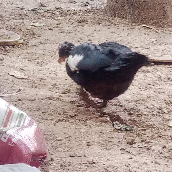 Muscovy female for sale egg lying 3