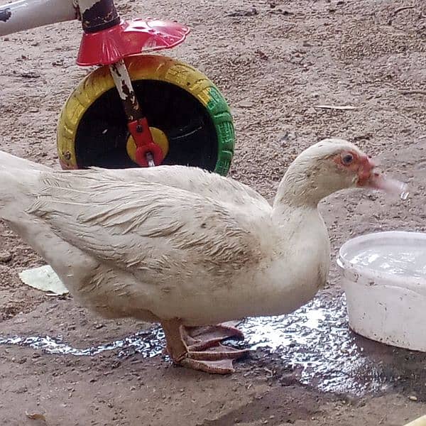 Muscovy female for sale egg lying 4