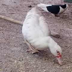 Muscovy female for sale egg lying