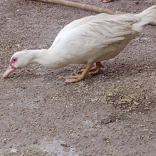 Muscovy female for sale egg lying 11