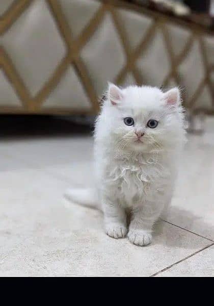 pure Persian punch face kitten triple coated 1