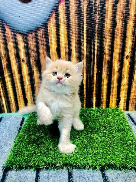 pure Persian punch face kitten triple coated 7