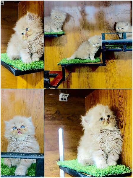 pure Persian punch face kitten triple coated 14