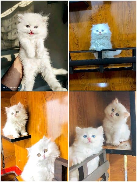 pure Persian punch face kitten triple coated 10