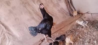 aseel lasani hen with 11 chicks 03076224019