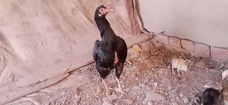 aseel lasani hen with 11 chicks 03076224019 1