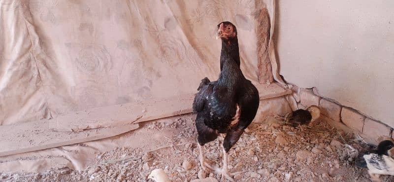 aseel lasani hen with 11 chicks 03076224019 2