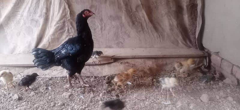 aseel lasani hen with 11 chicks 03076224019 4