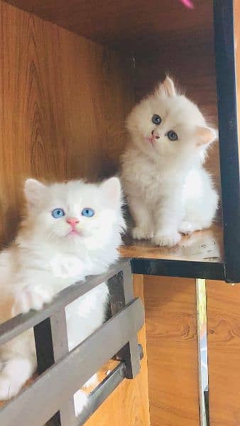 pure Persian punch face kitten triple coated 10