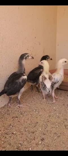 German Shamo Chicks