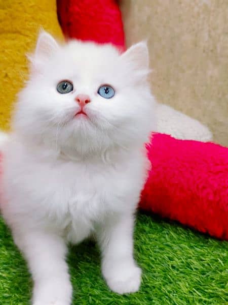 Persian triple coated punch face kitten 5