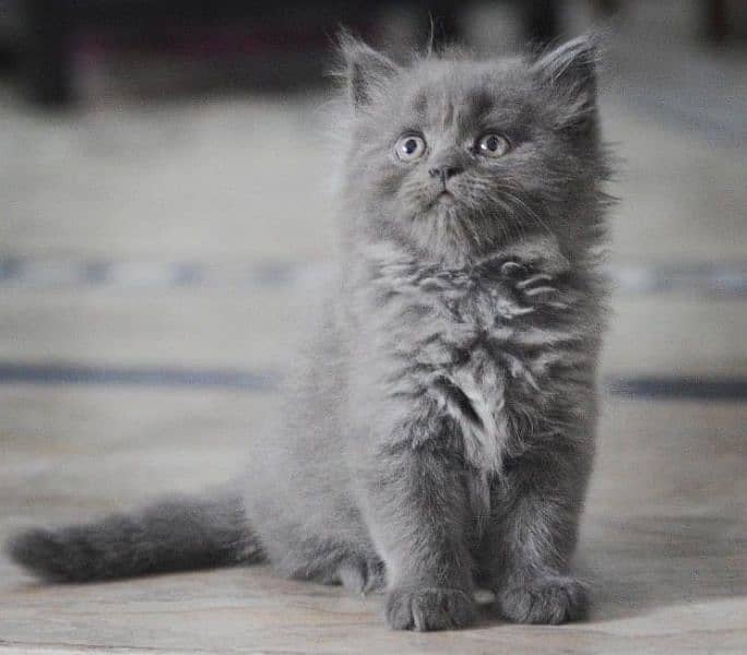 Persian triple coated punch face kitten 10